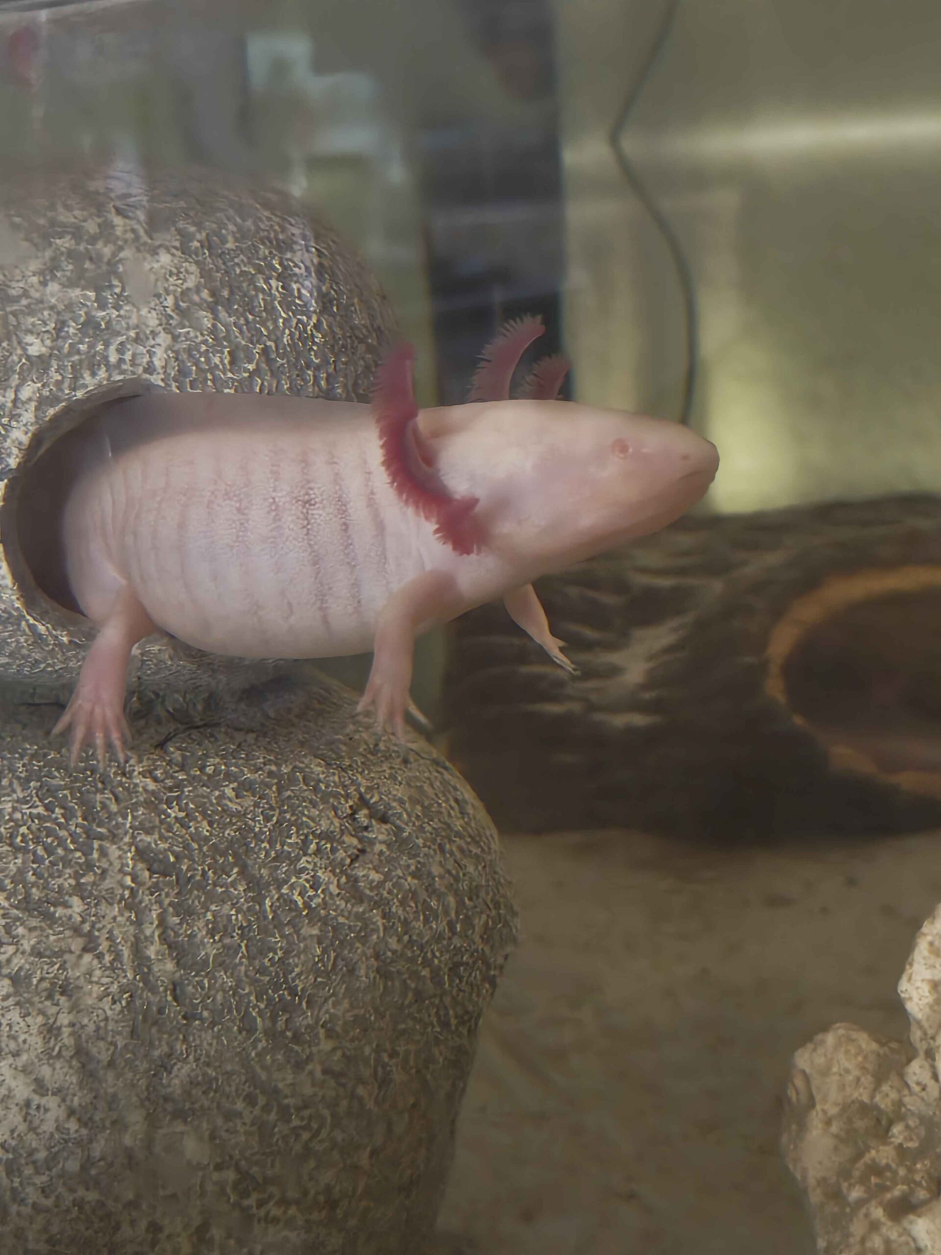 Tierarchiv-Erinnerung