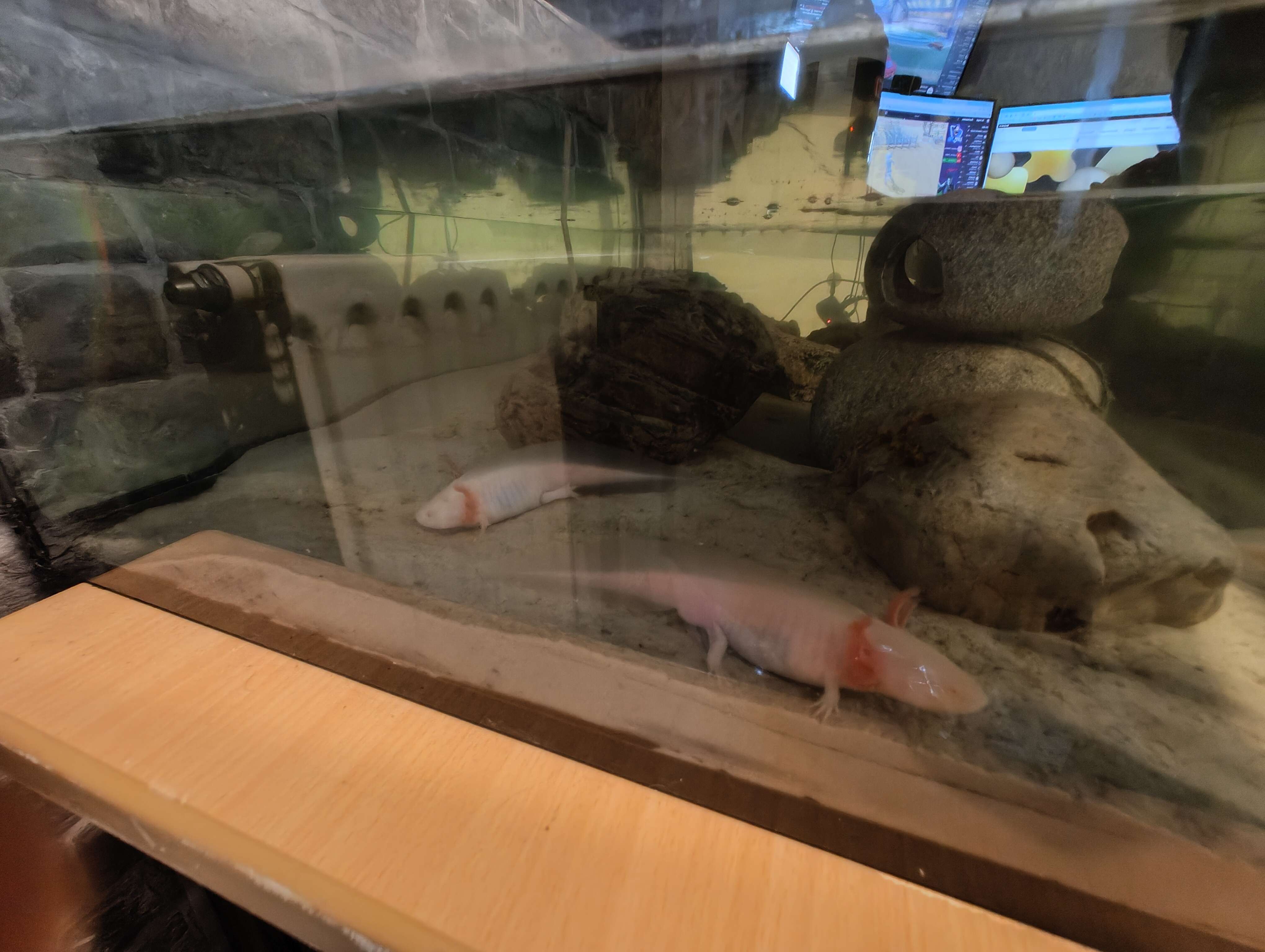 Tierarchiv-Erinnerung