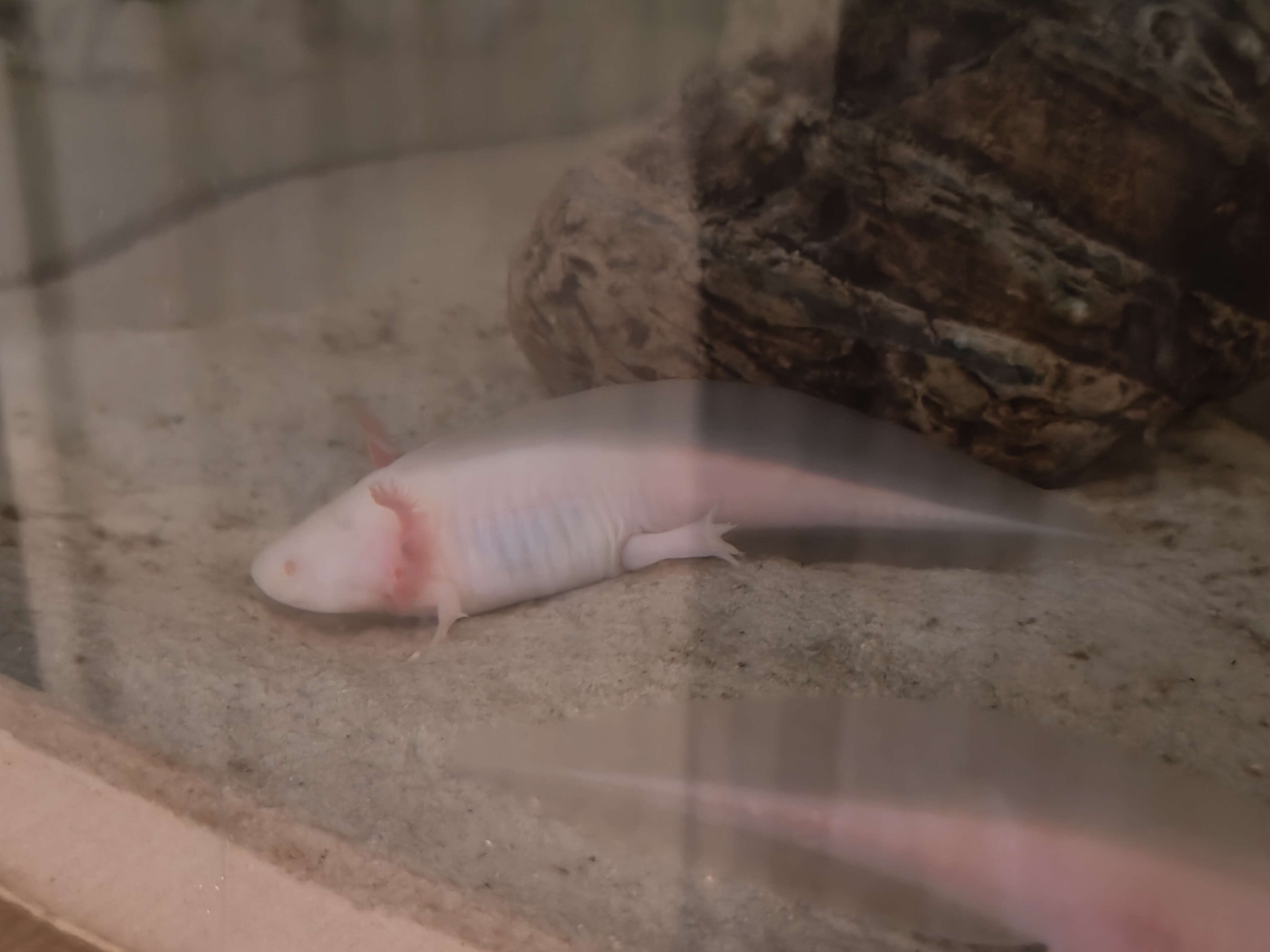 Tierarchiv-Erinnerung