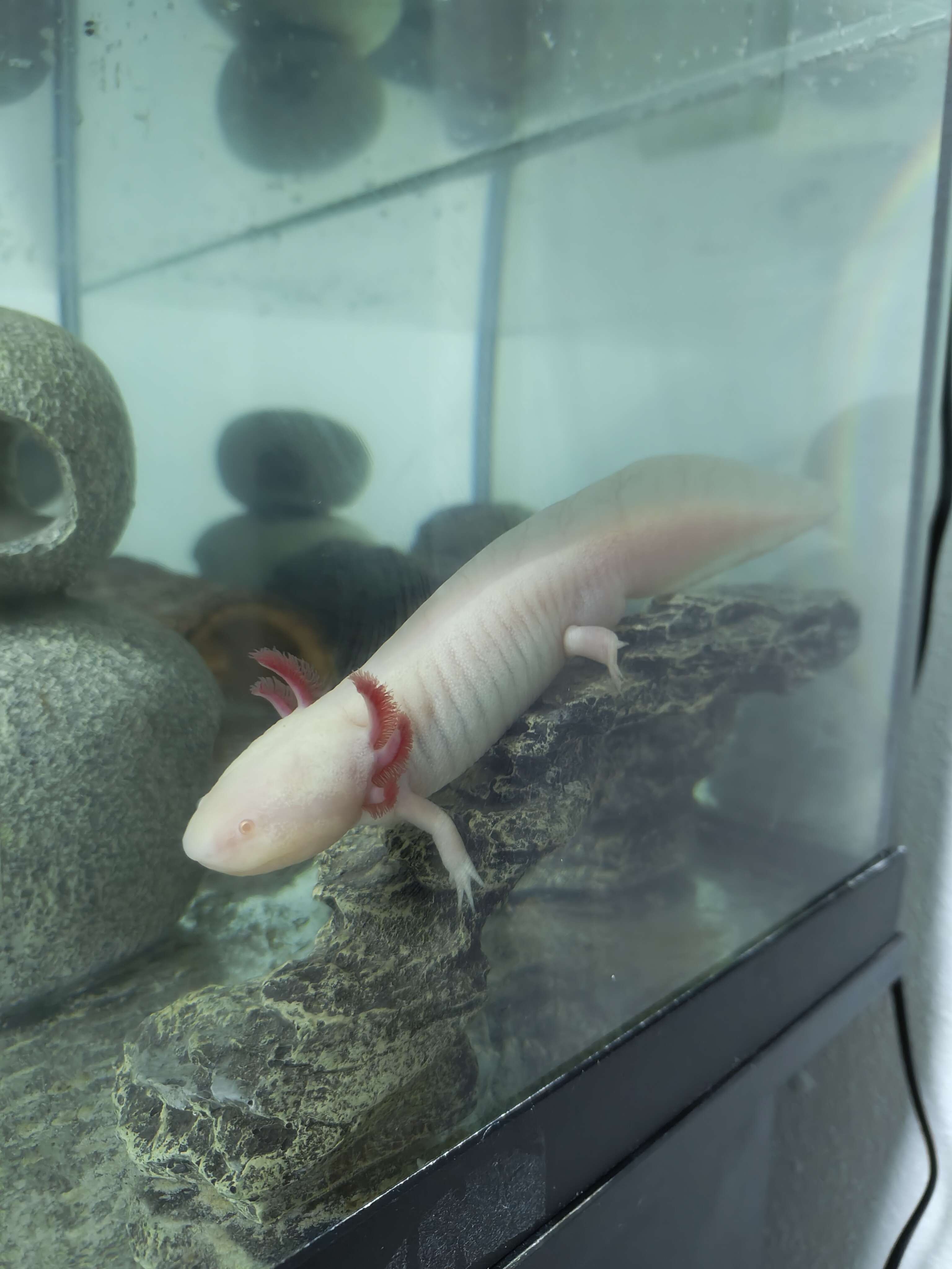 Tierarchiv-Erinnerung