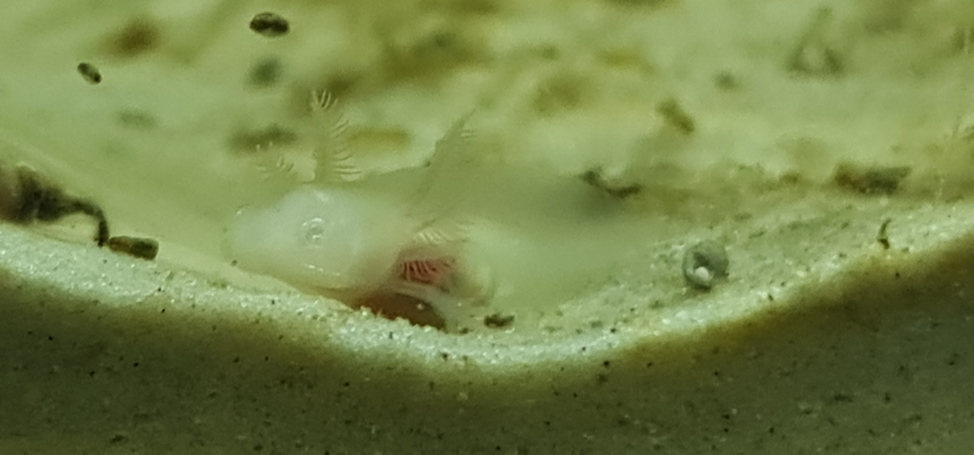 Tierarchiv-Erinnerung