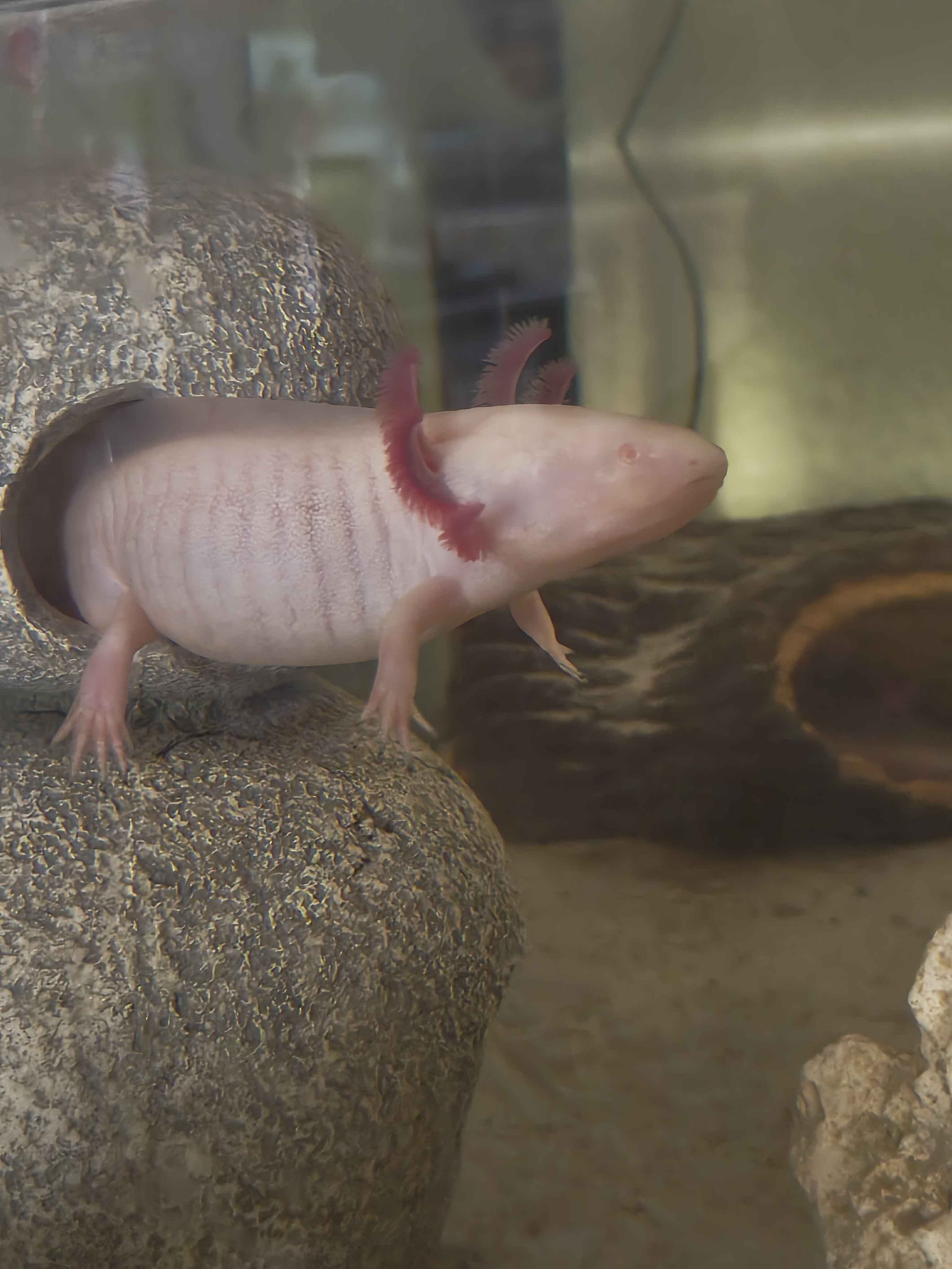 Tierarchiv-Erinnerung
