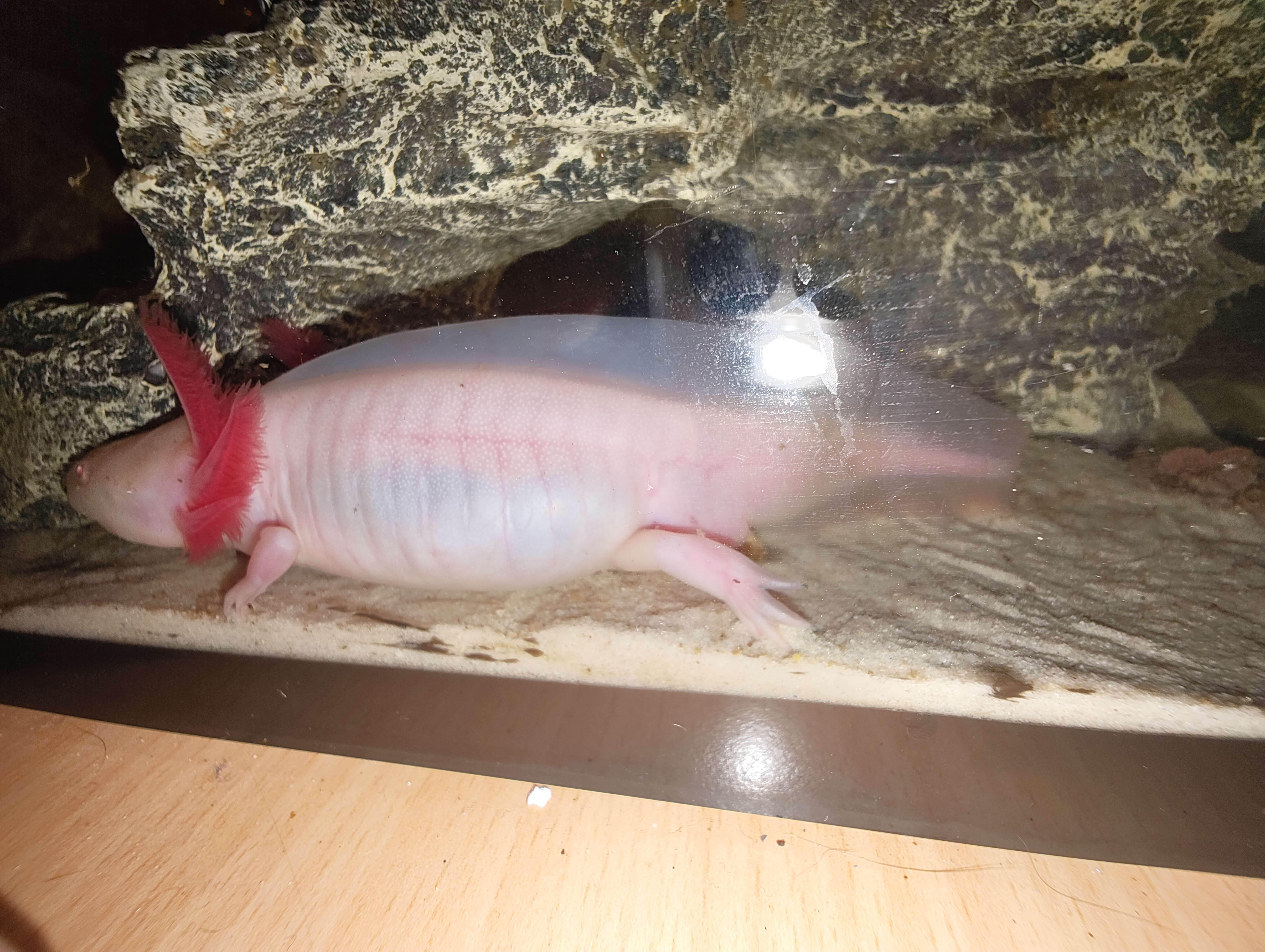 Tierarchiv-Erinnerung