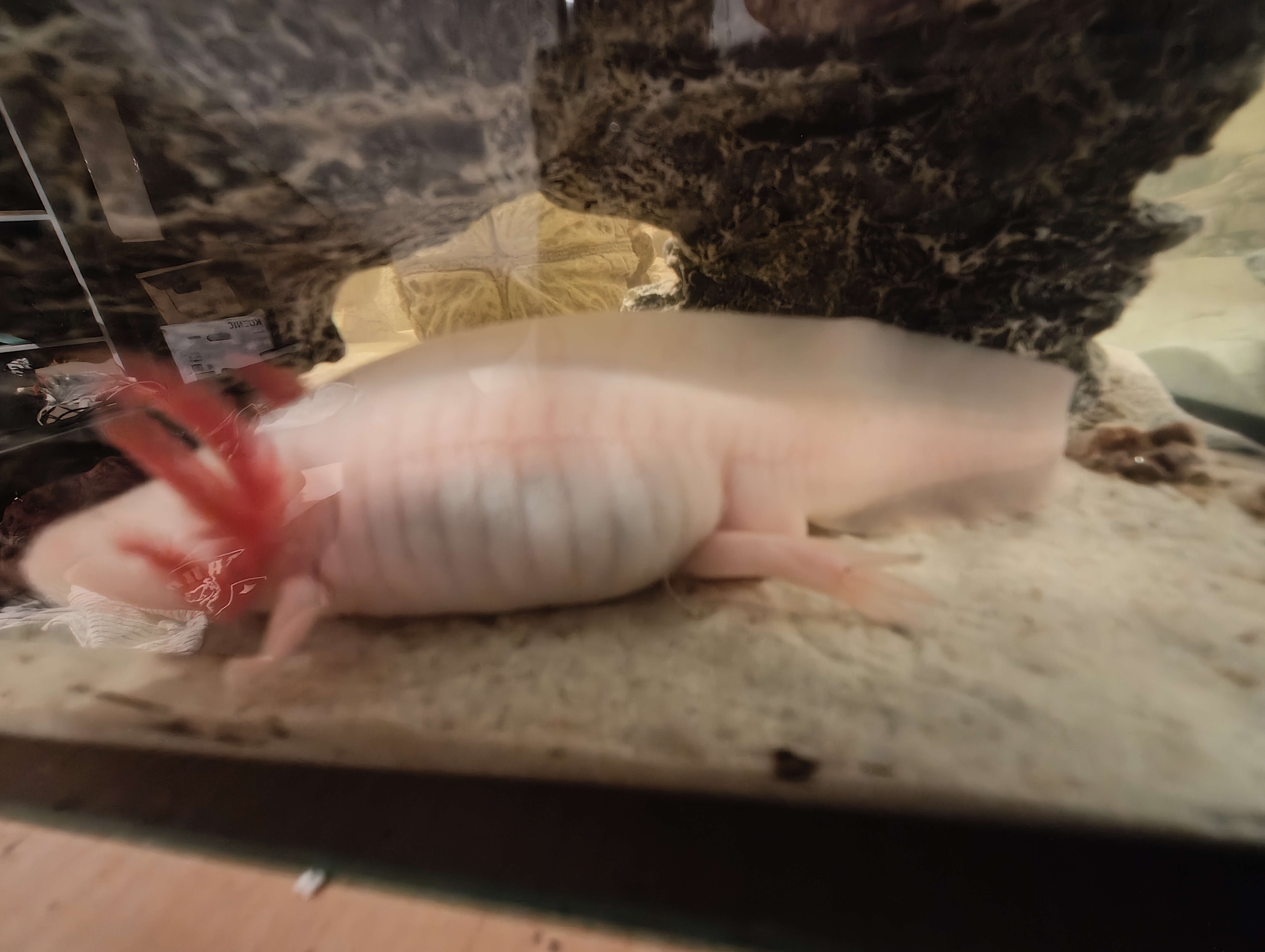 Tierarchiv-Erinnerung