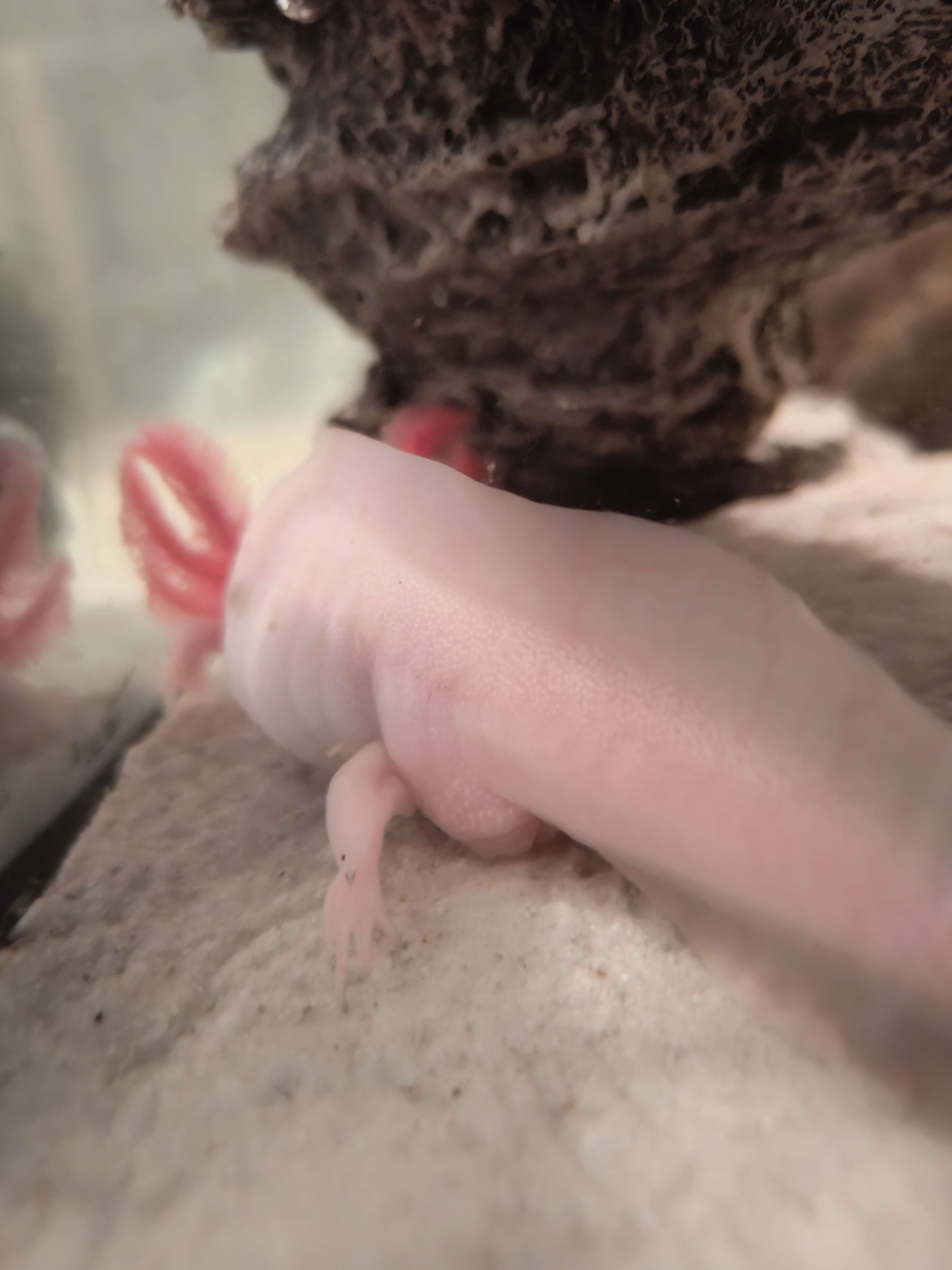 Tierarchiv-Erinnerung