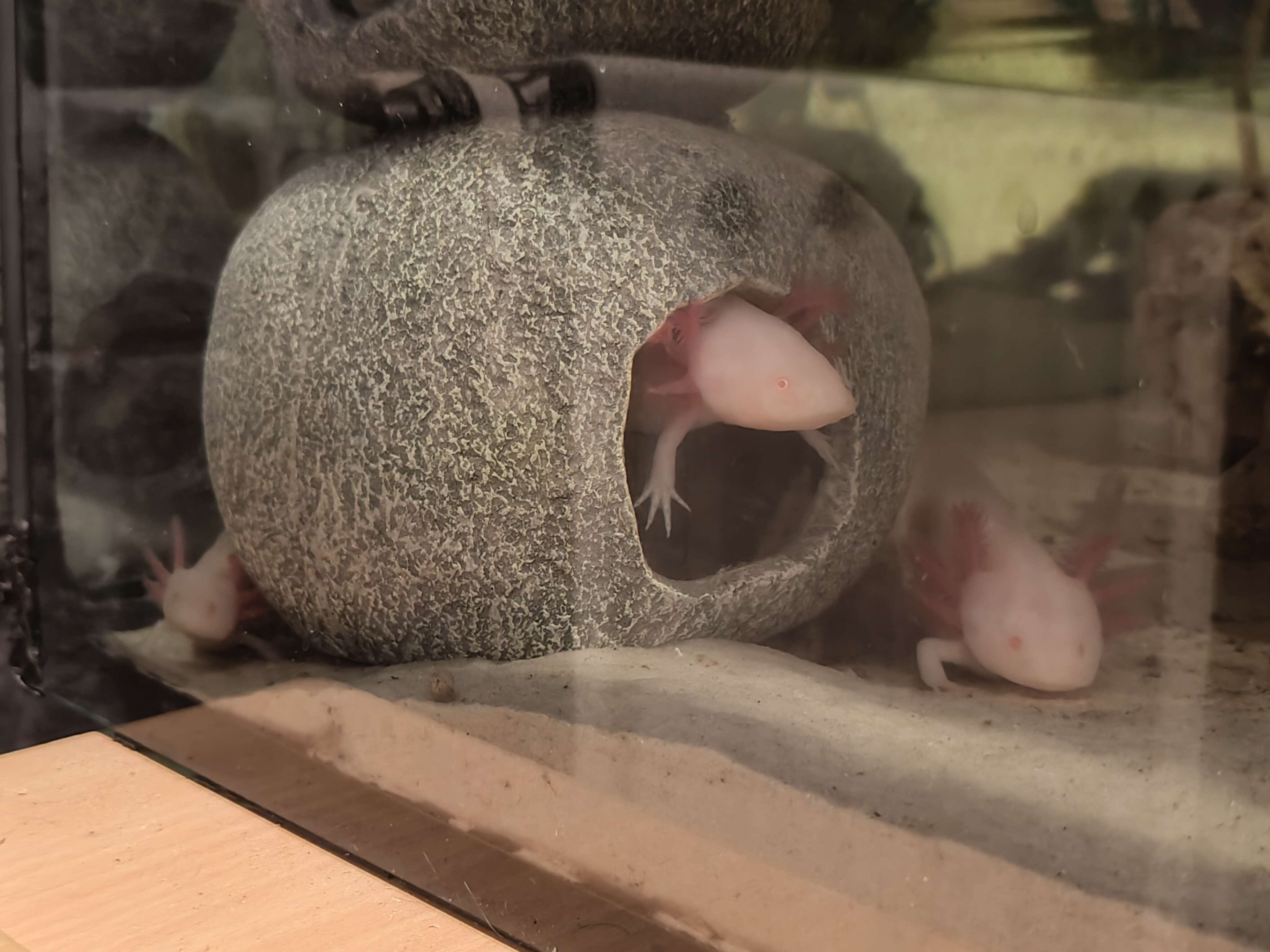 Tierarchiv-Erinnerung