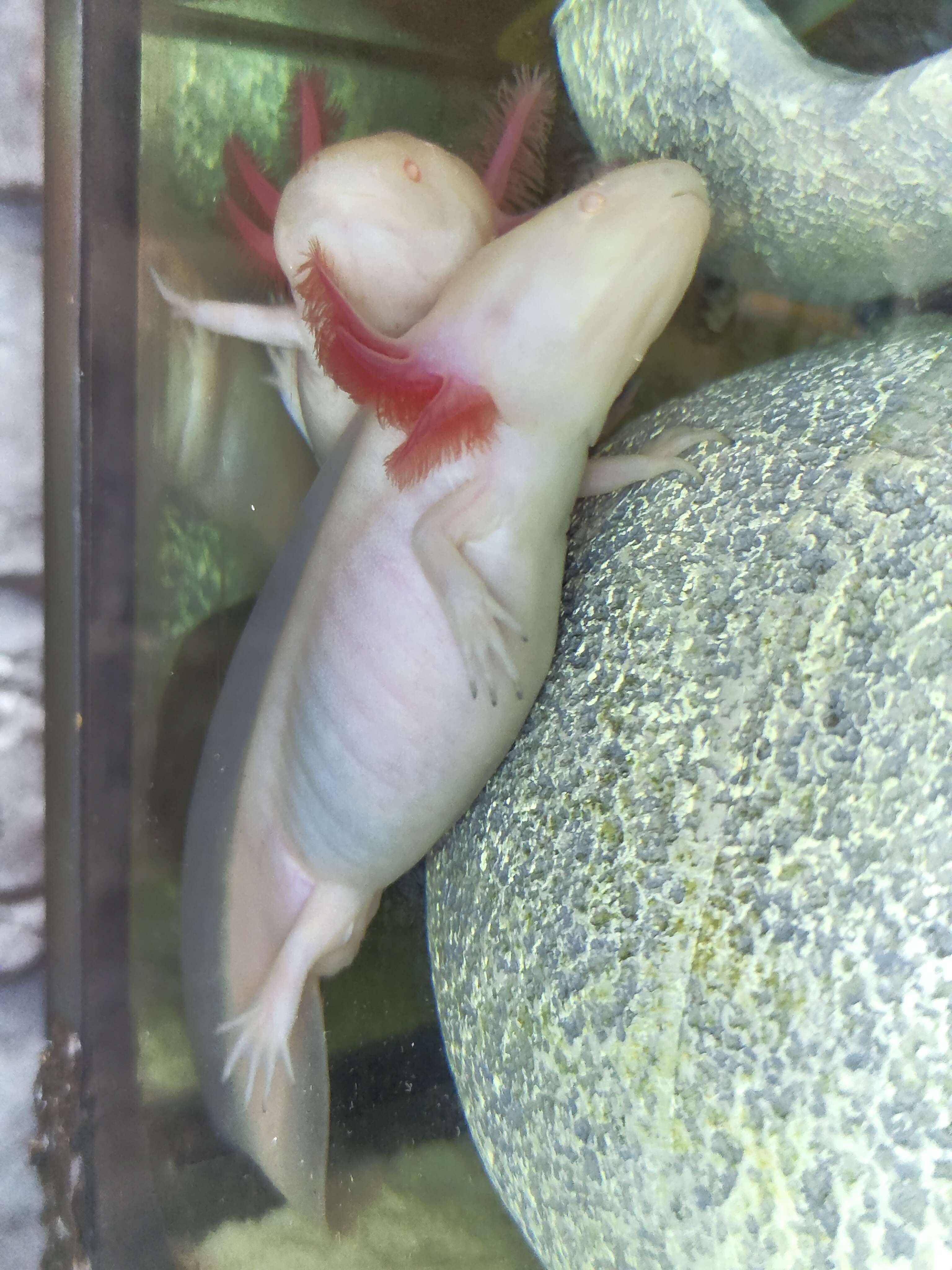 Tierarchiv-Erinnerung