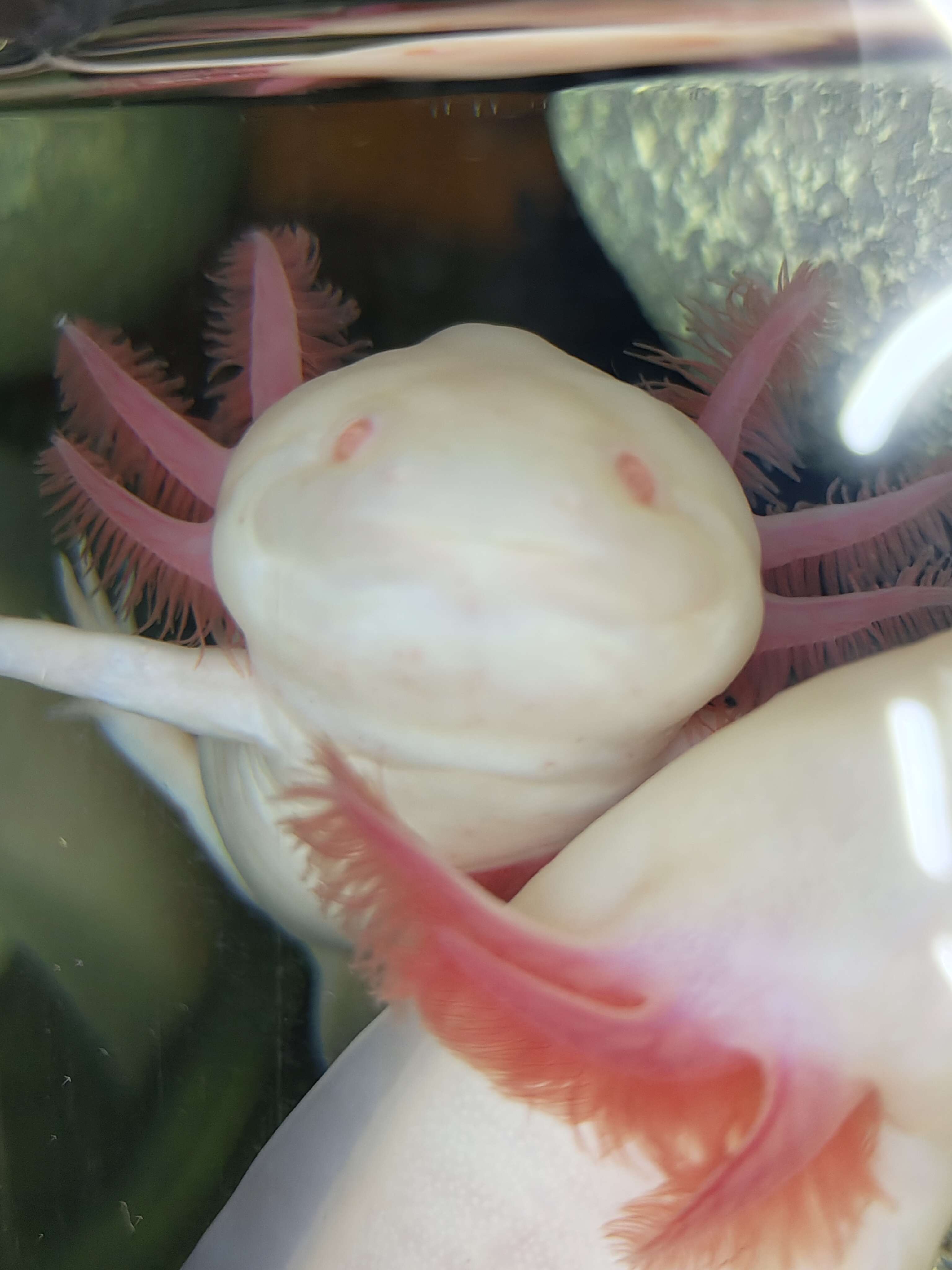 Tierarchiv-Erinnerung