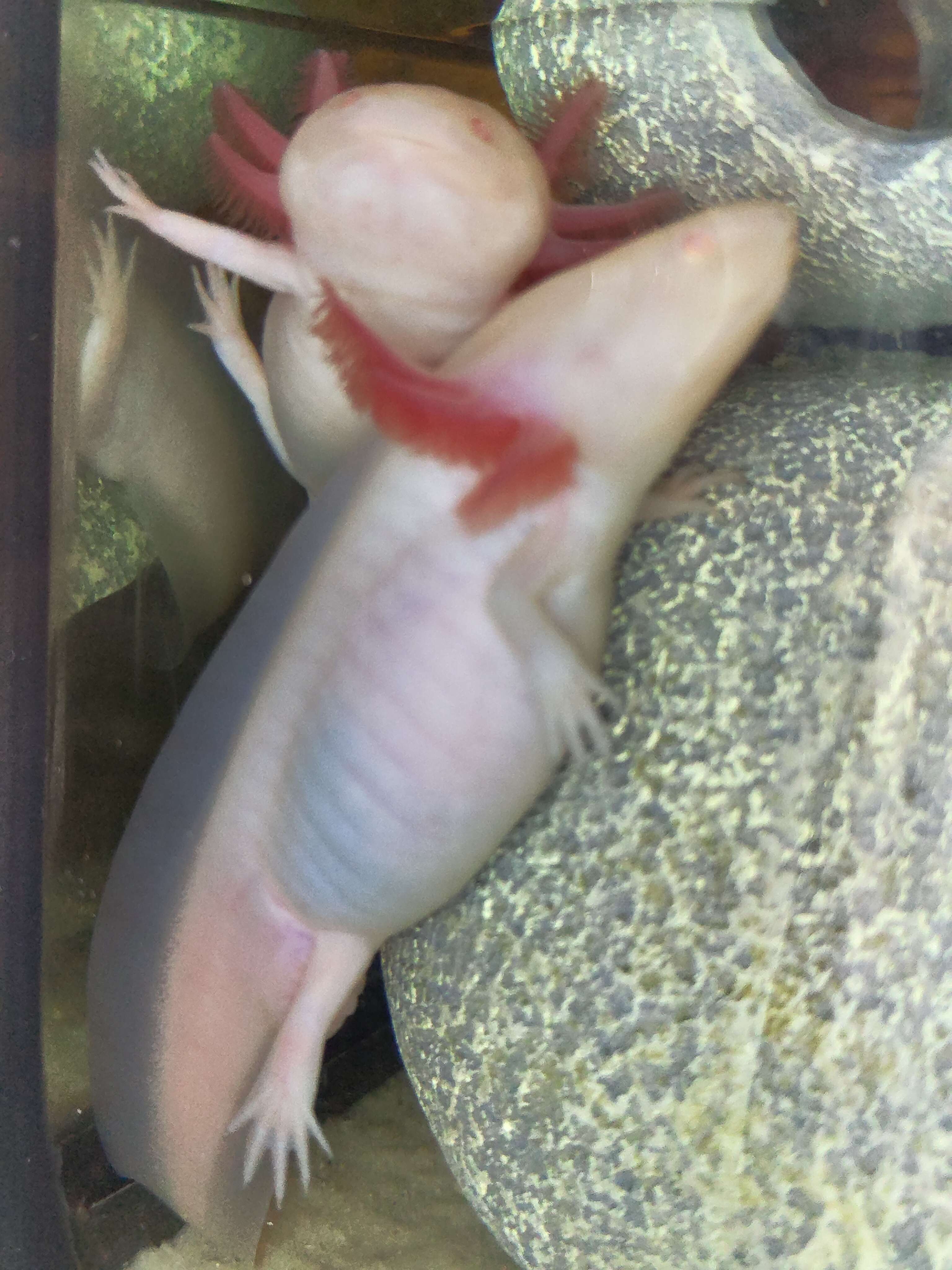 Tierarchiv-Erinnerung